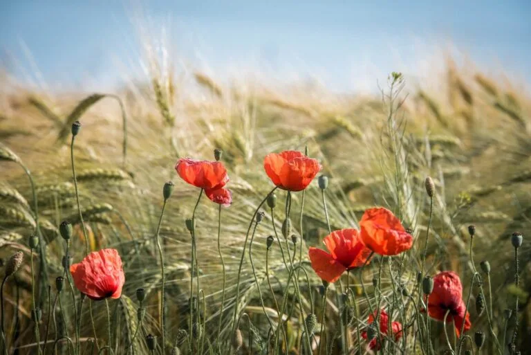Barley: The Versatile Grain You Need in Your Pantry
